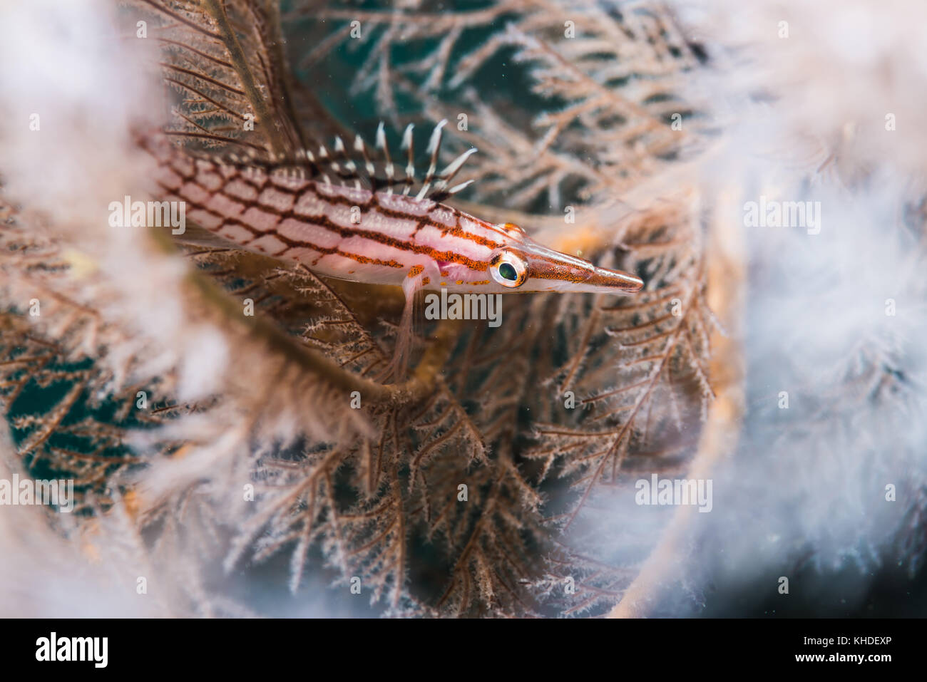 Le hawkfish, oxycirrhites typus Bleeker, 1857 sur la blanch de coraux noirs. owase, mie, Japon. profondeur 15m Banque D'Images