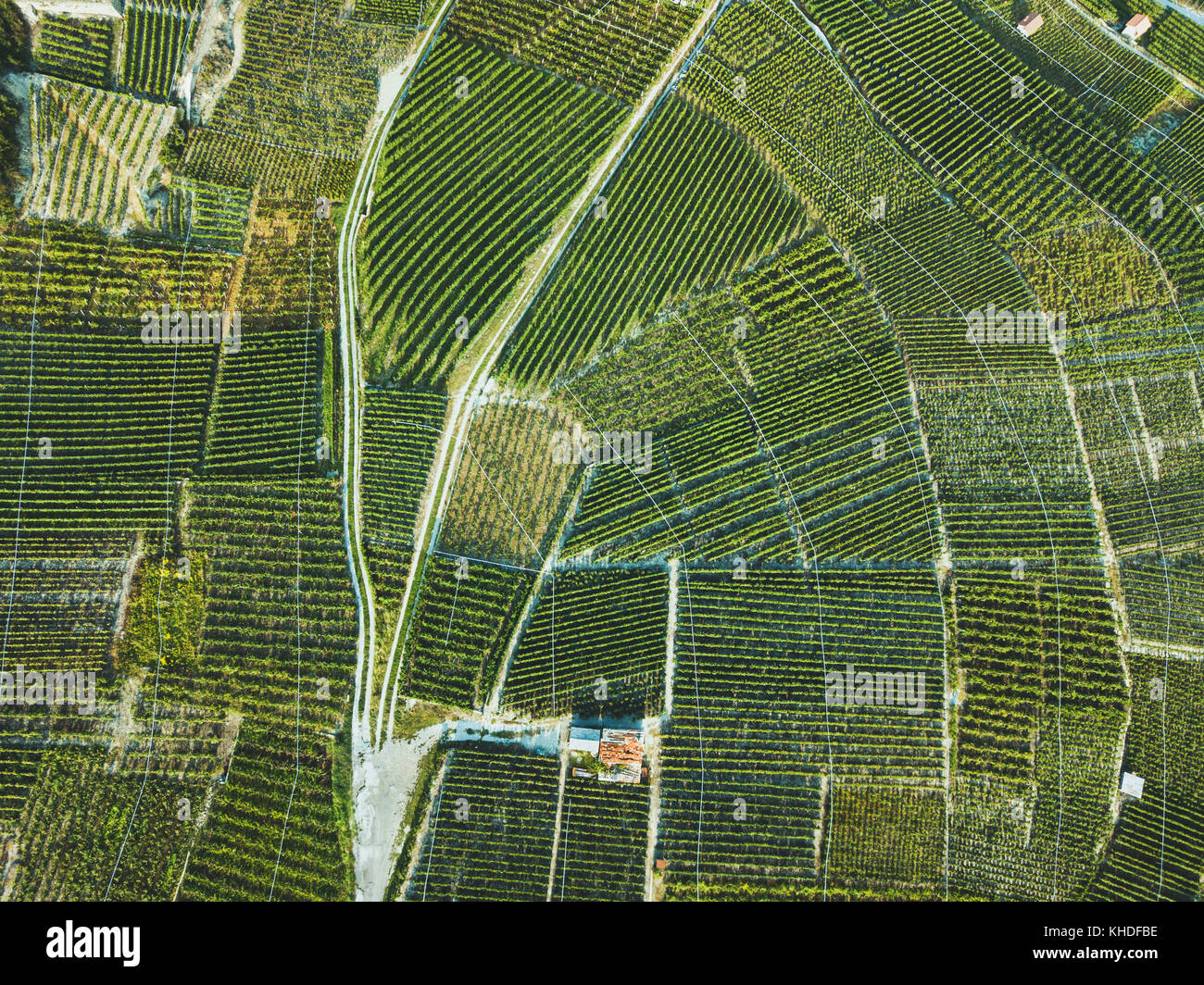 Vue aérienne de champs verts paysage du drone, belles vignes à raisins de l'agriculture, Banque D'Images