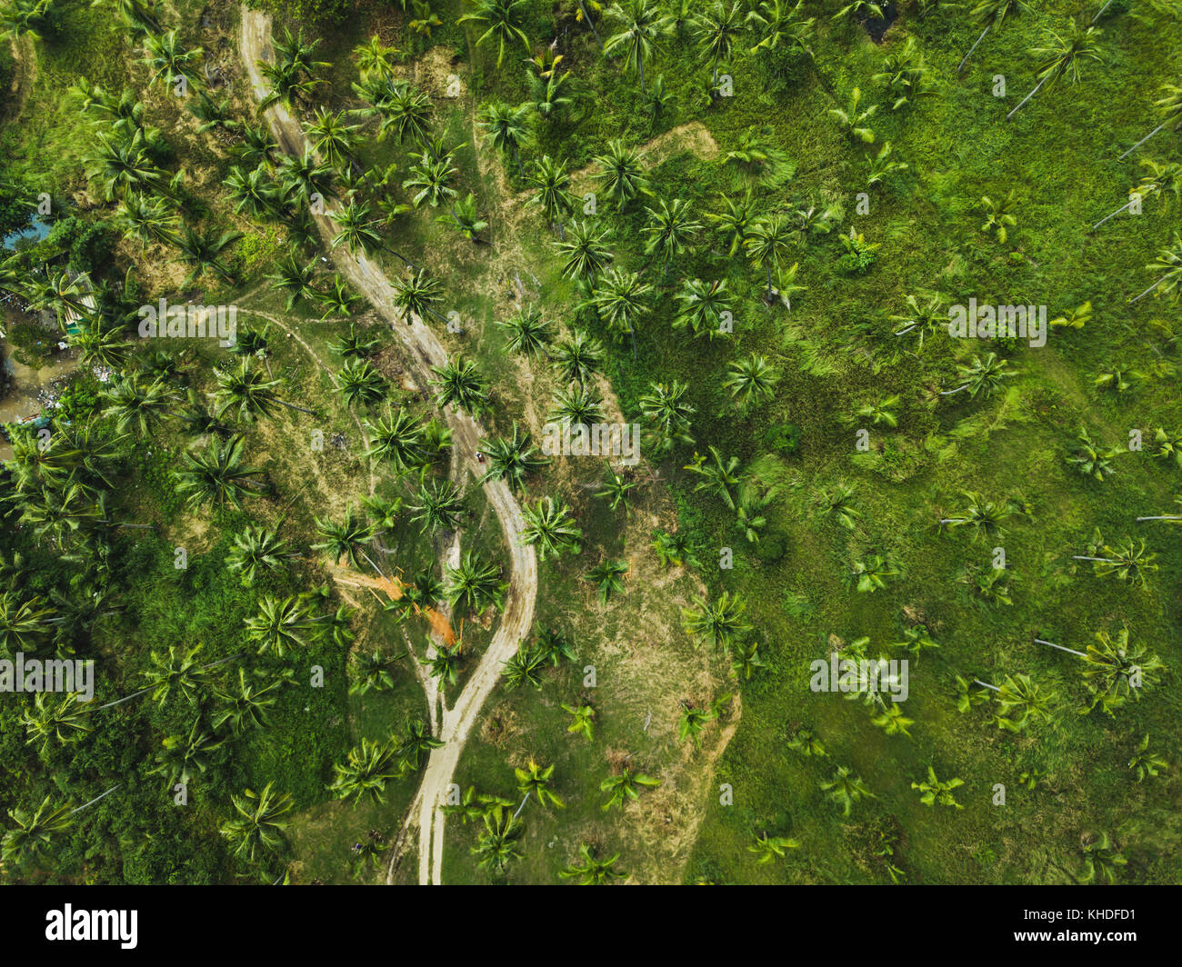 Vue aérienne de la route de terre en vert palmiers exotiques, des forêts tropicales nature paysage Vue de dessus de drone Banque D'Images