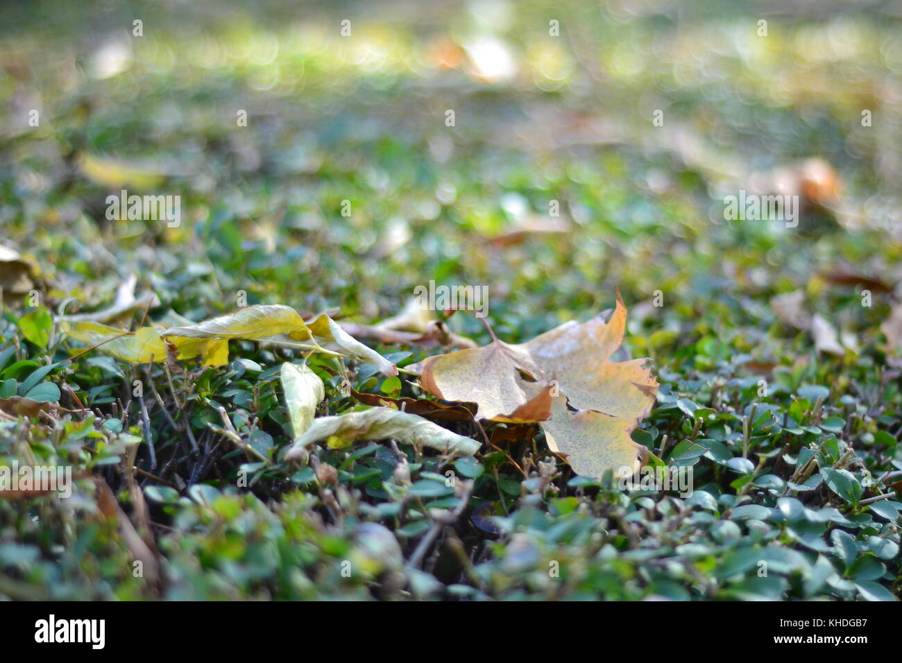 Colorful leafs Banque D'Images