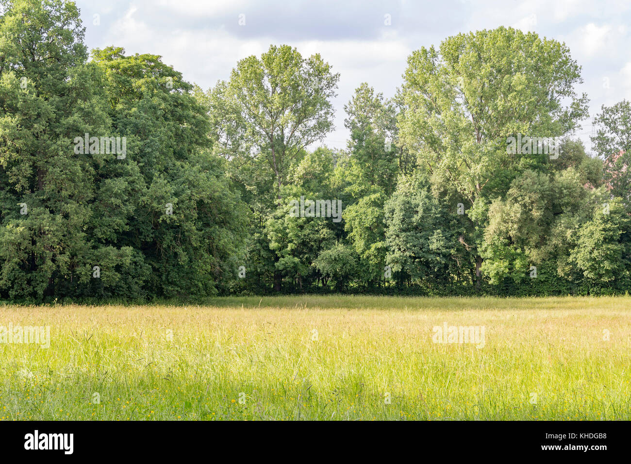 Paysage d'été ensoleillée woodside à temps dans le sud de l'Allemagne Banque D'Images