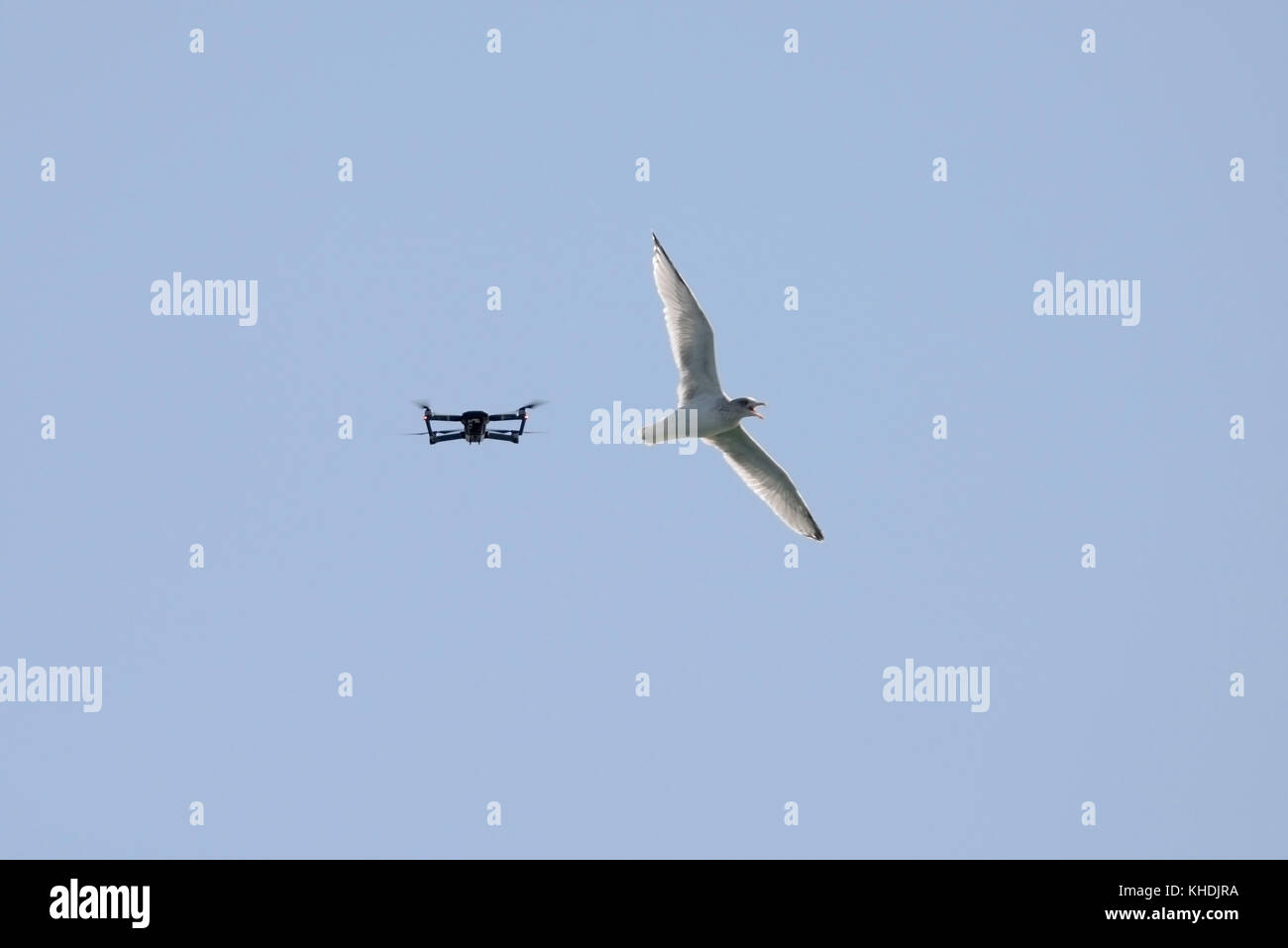 Oiseau avec drone Banque de photographies et d'images à haute résolution -  Alamy