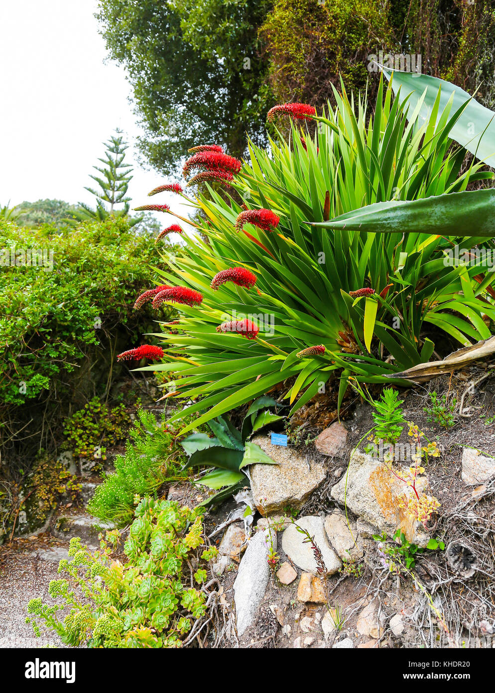 Chevaliers pauvres lily (Xeronema callistemon) à l'abbaye de Tresco Tresco, jardins, Îles Scilly, Angleterre, RU Banque D'Images