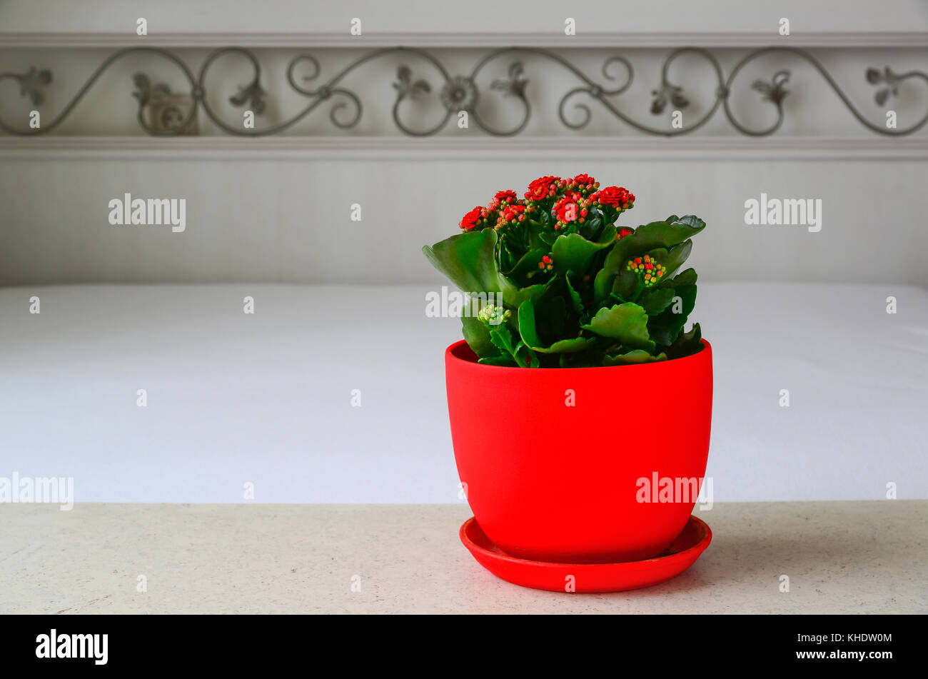 Pot rouge fleur Kalanchoe dans l'intérieur de la chambre Banque D'Images