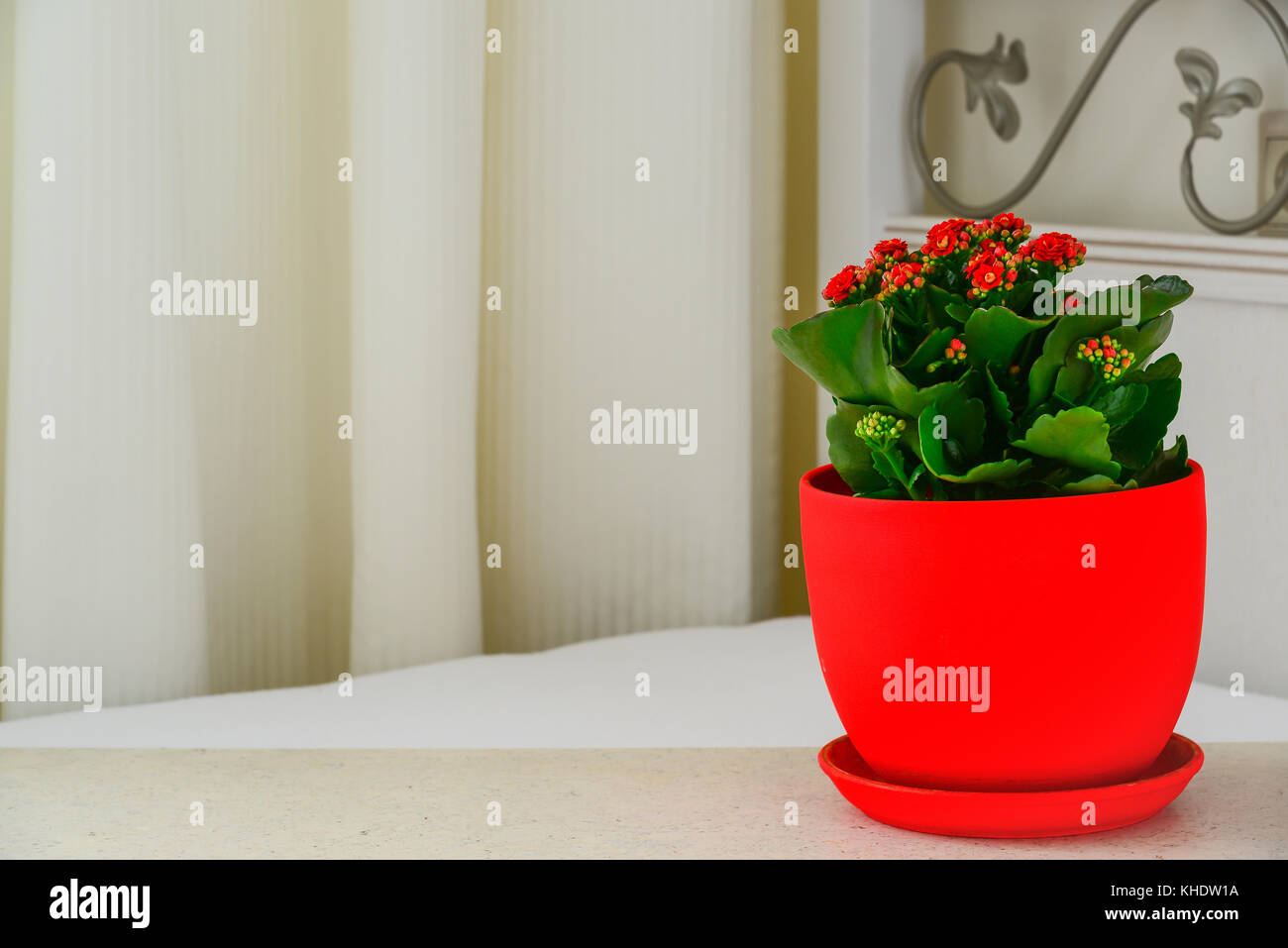 Pot rouge fleur Kalanchoe dans l'intérieur Banque D'Images