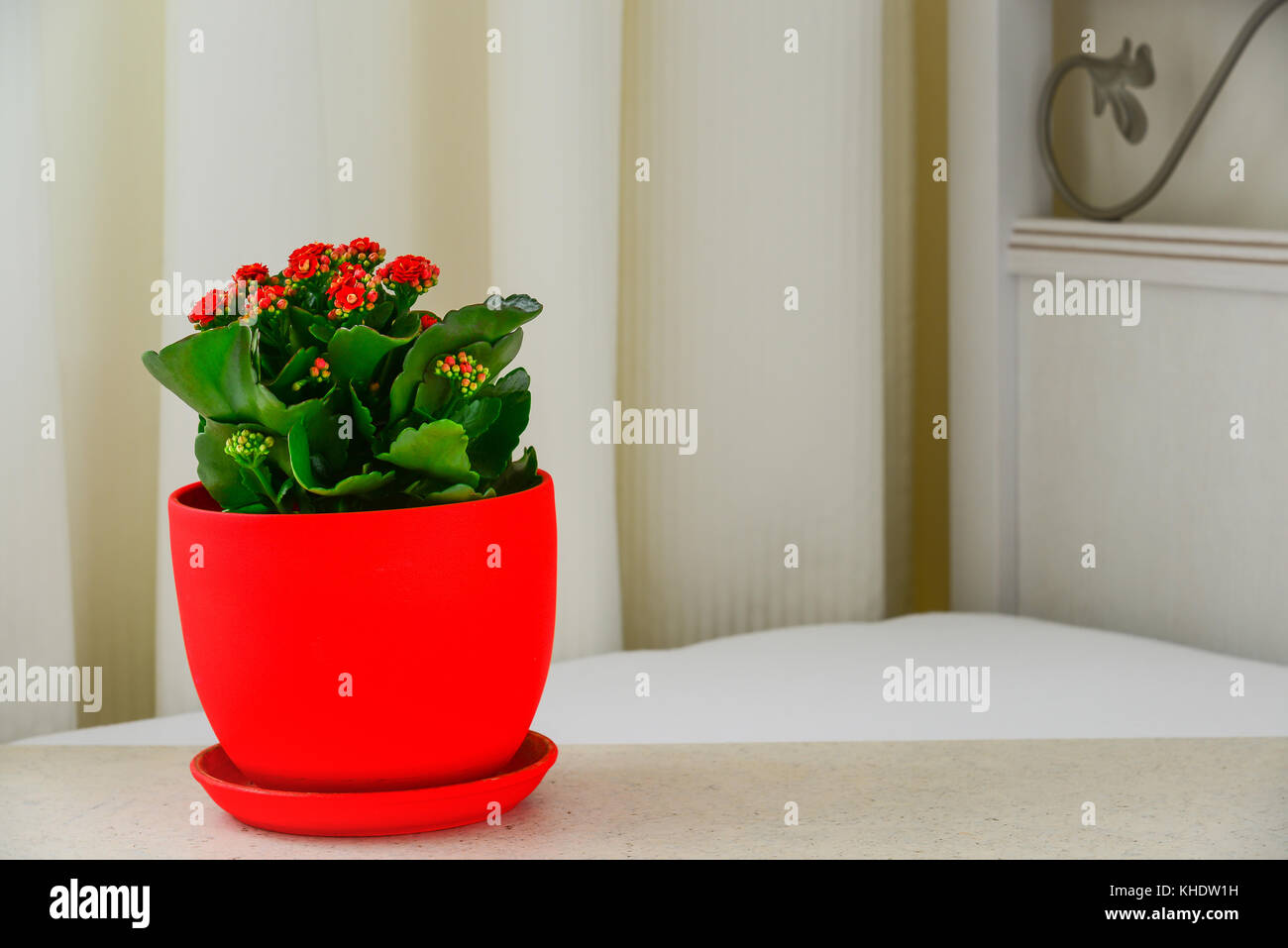 Pot rouge fleur Kalanchoe dans l'intérieur Banque D'Images