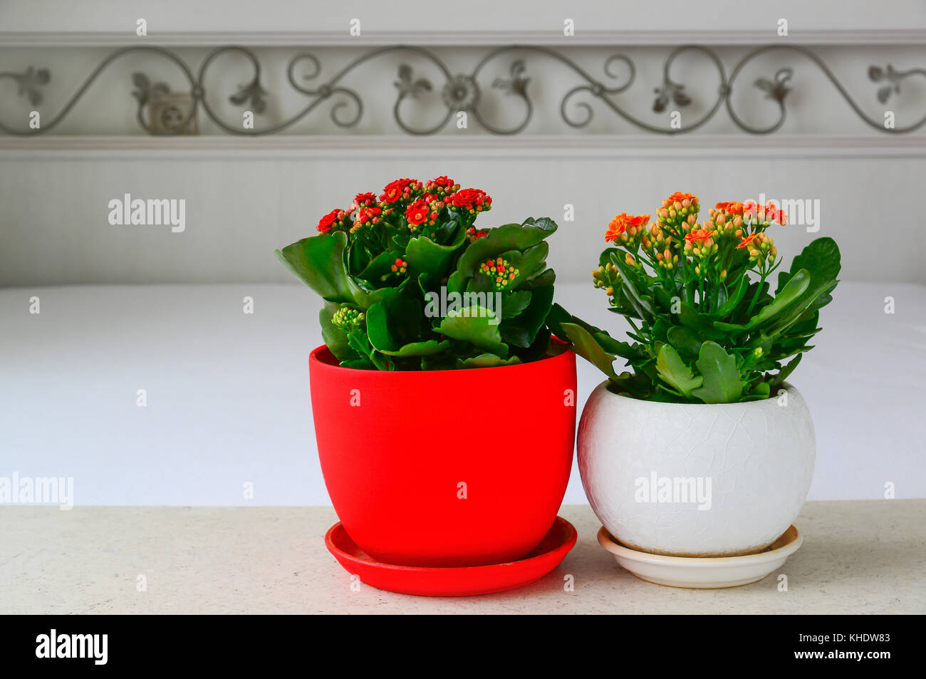 Deux fleurs en pot à l'intérieur de kalanchoe Banque D'Images