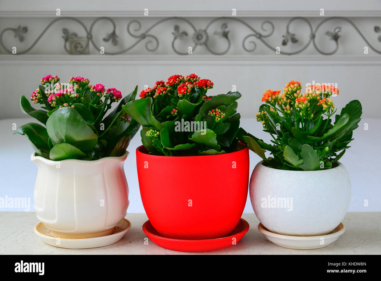 Trois fleurs en pot à l'intérieur de kalanchoe Banque D'Images