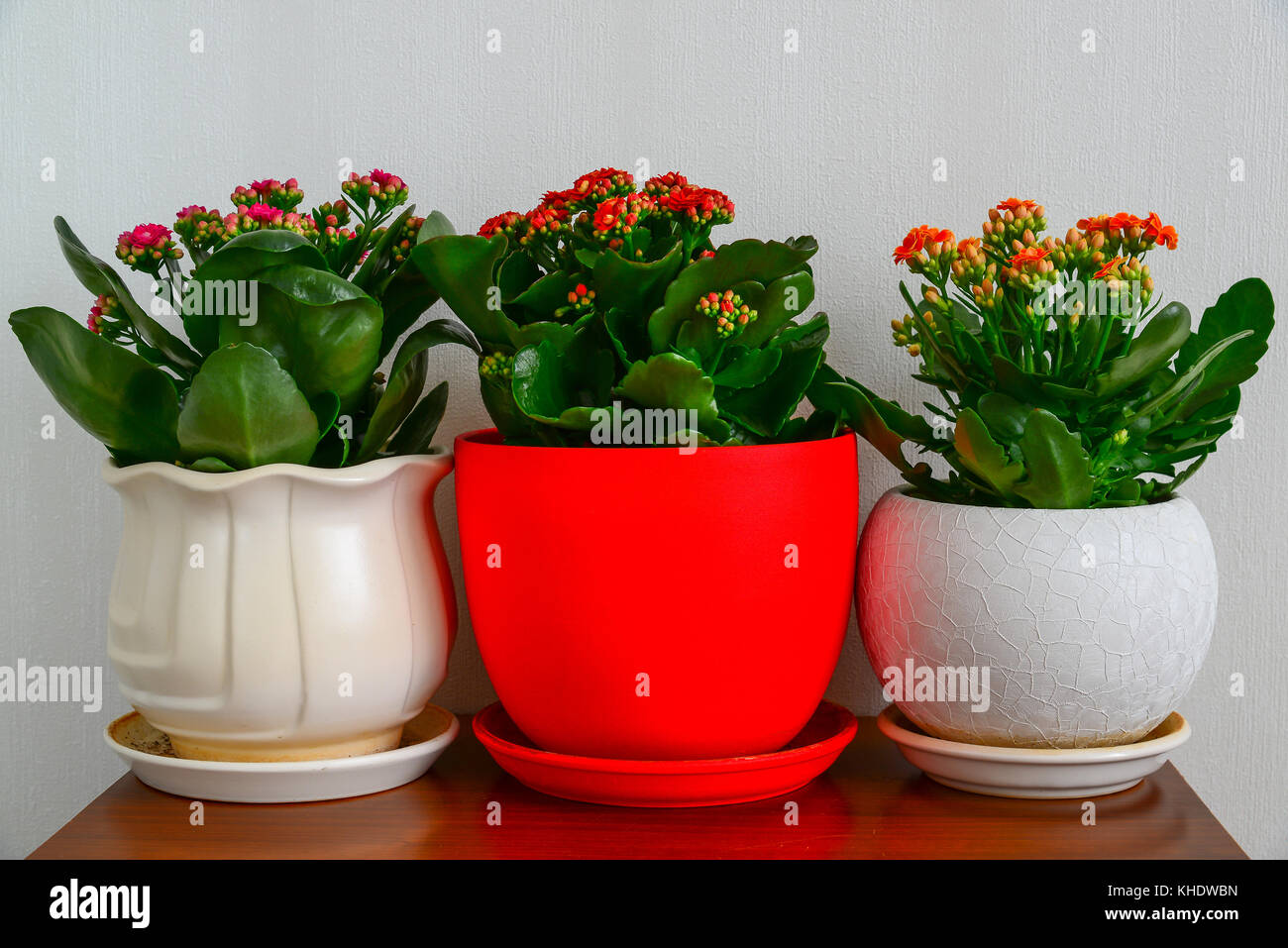 Trois fleurs en pot à l'intérieur de kalanchoe Banque D'Images