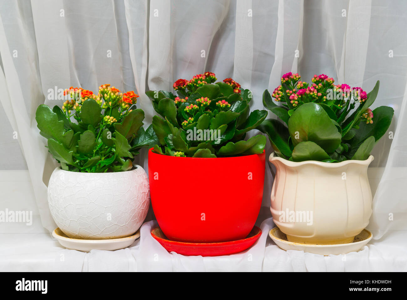 Trois fleurs en pot à l'intérieur de kalanchoe Banque D'Images