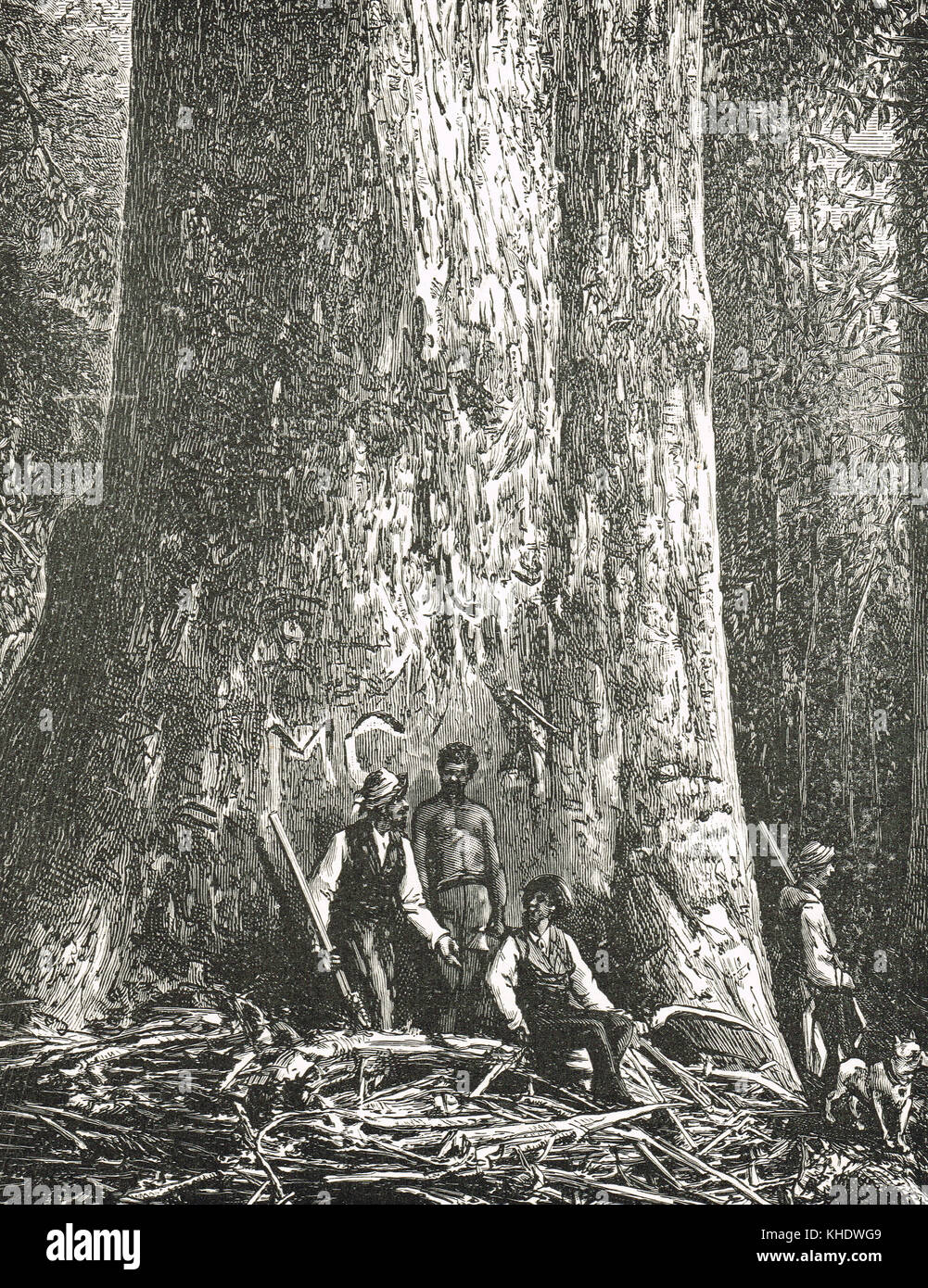 Big Ben, l'arbre géant, Victoria, Australie Banque D'Images