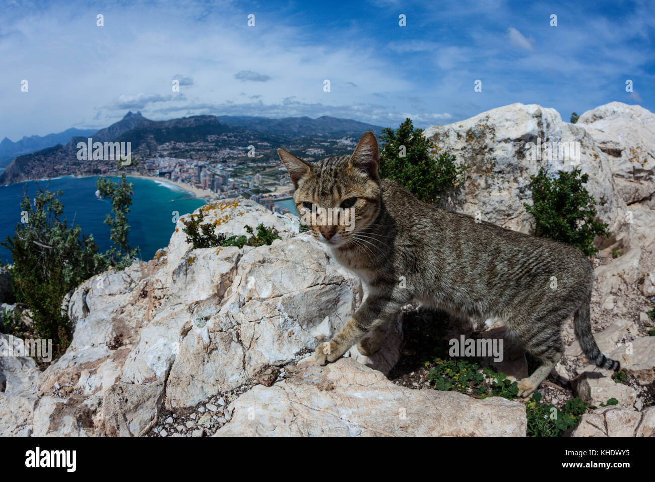 Chat de gouttière sur le Rocher de Calpe, Felis catus, Costa Blanca, Espagne Banque D'Images