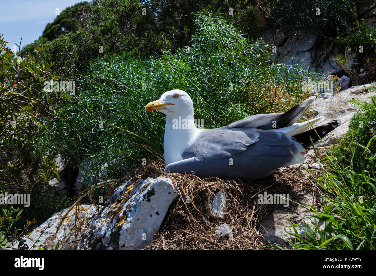 L'incubation des œufs de mouette, Larus michahellis de Calpe, Costa Blanca, Espagne Banque D'Images