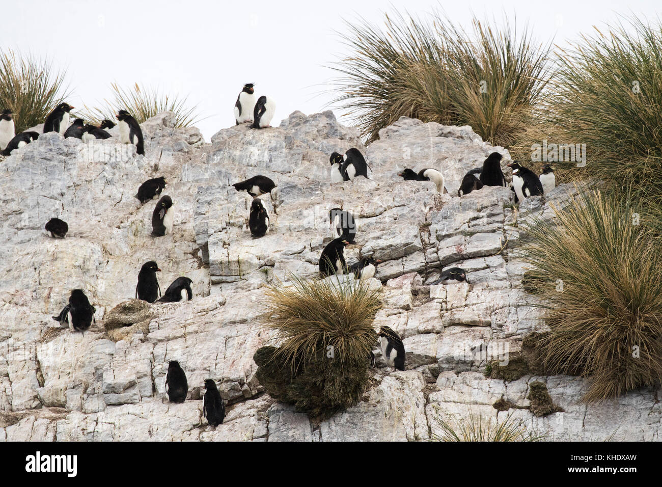Rockhopper Penguin Eudyptes chrysocome adultes escalade falaise pour atteindre colonie de nidification de l'île de rein Malouines territoire britannique d'outre-mer Décembre Banque D'Images