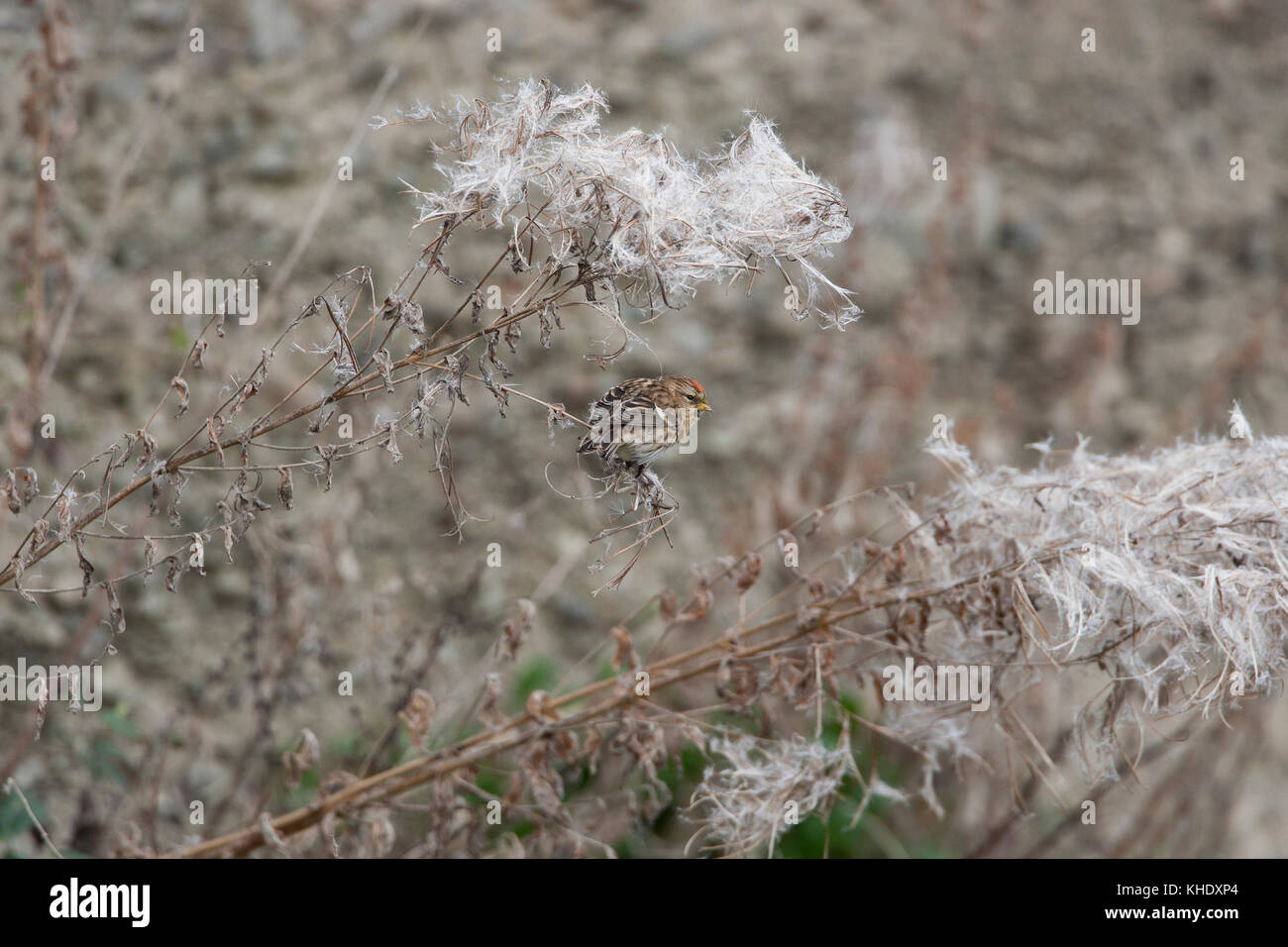 Sizerin flammé, Carduelis flammea)(, se nourrissant de graines, frontières shropshire Banque D'Images