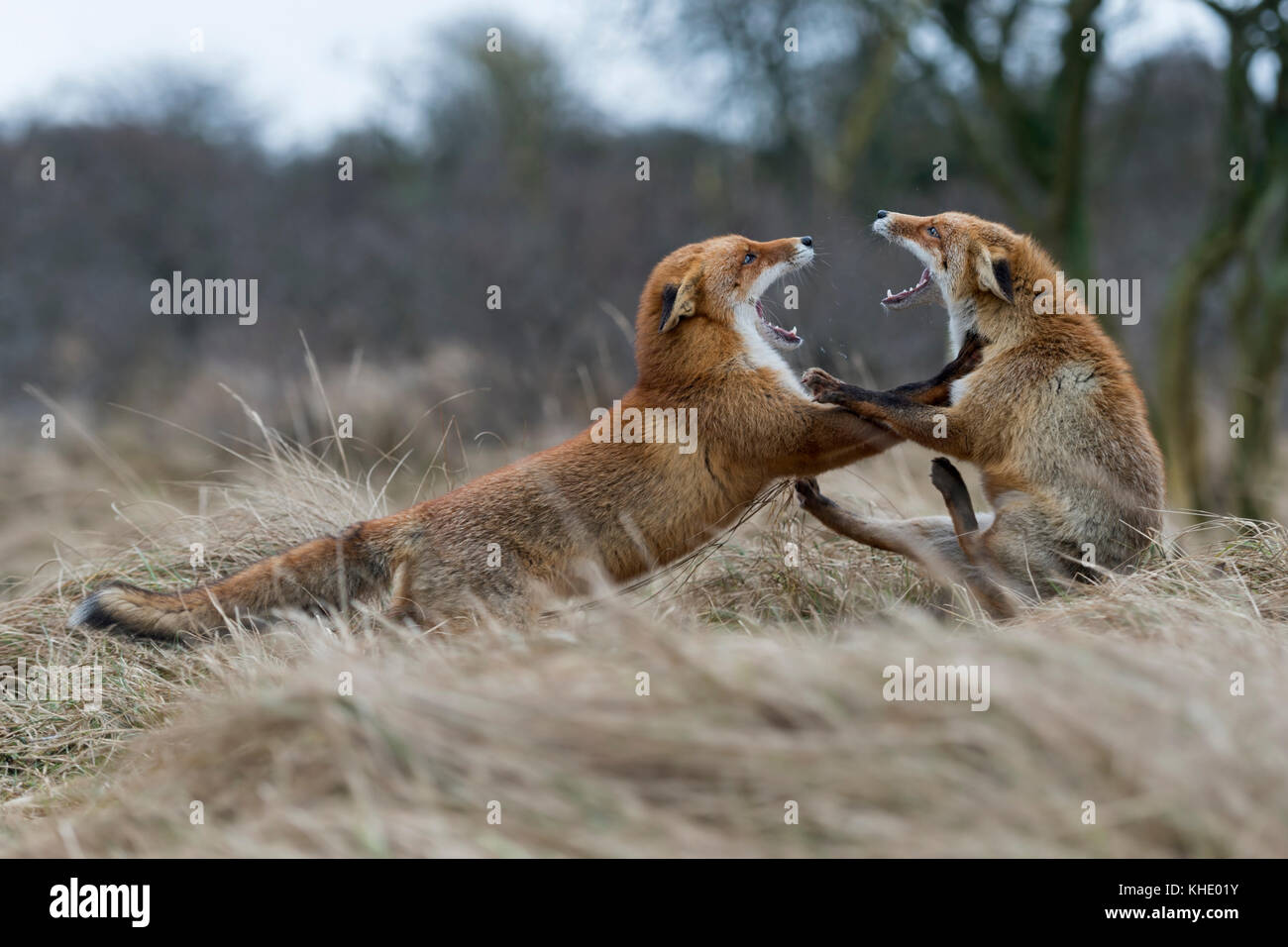 Le Renard roux / Rotfuechse ( Vulpes vulpes ), deux adultes, dans une ...