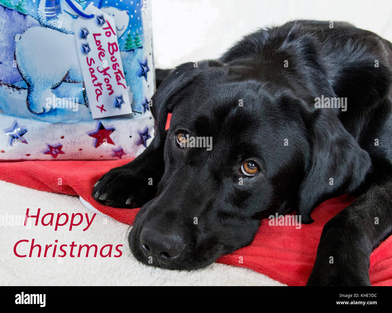 Un Labrador Noir Est Couché à Côté Dun Cadeau De Noël Santa