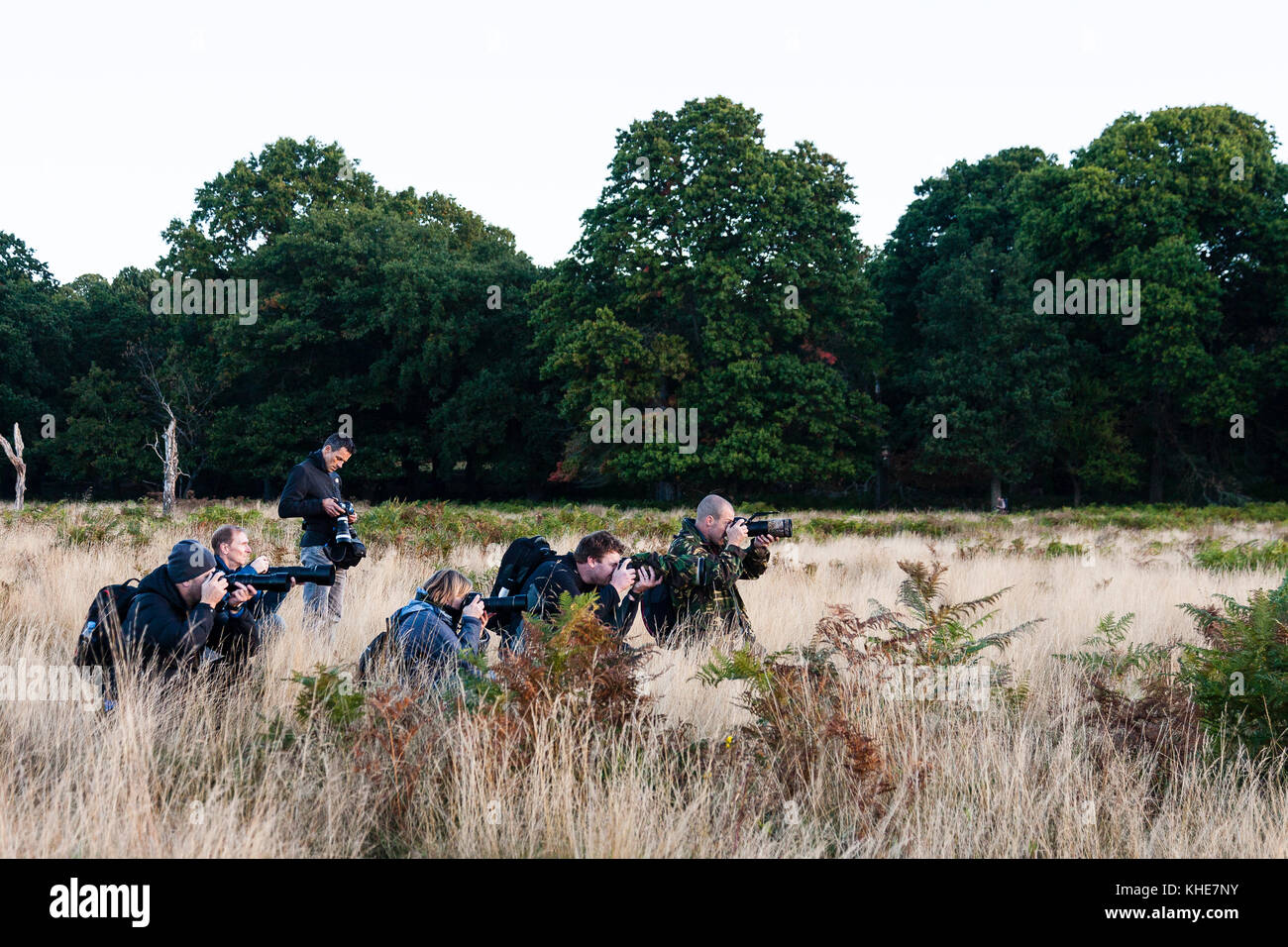 Richmond Park, Londres. Groupe de photographes shooting red deer. Banque D'Images