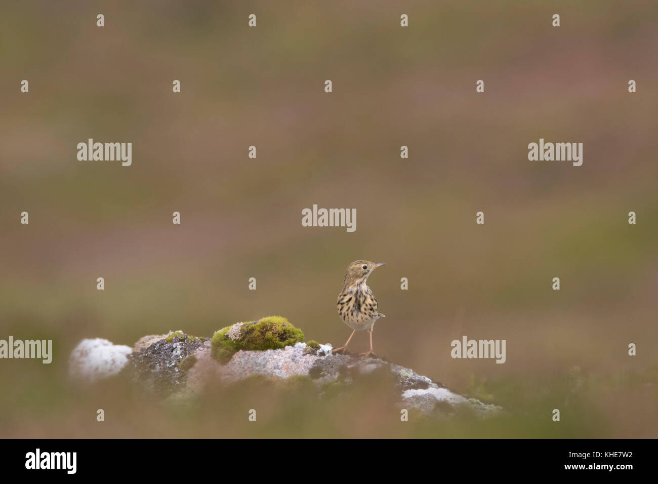 Meadow pipit spioncelle Anthus pratensis, oiseau, perché sur des rochers sur une montagne en Ecosse avec Heather fond flou Banque D'Images