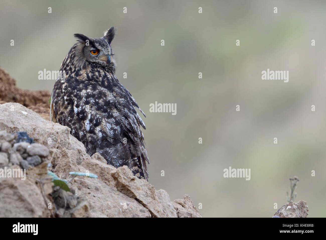 Grand duc ( Bubo bubo ), adulte, perché sur la pente d'un dump, regarder en arrière sur son épaule, de chasser une proie, de la faune, de l'Europe. Banque D'Images