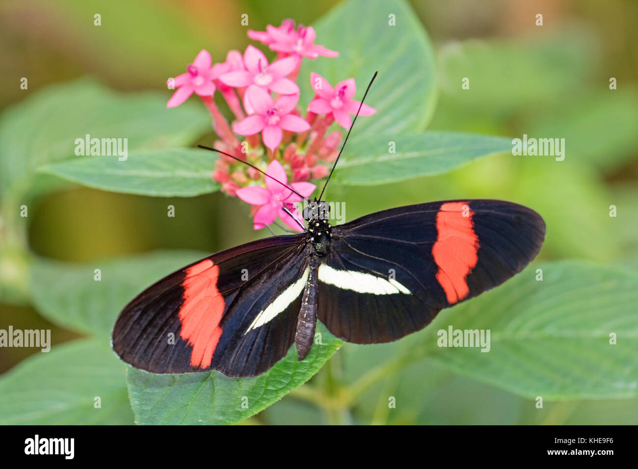 Ou petit papillon rouge postman nourris d'asclépiades Banque D'Images