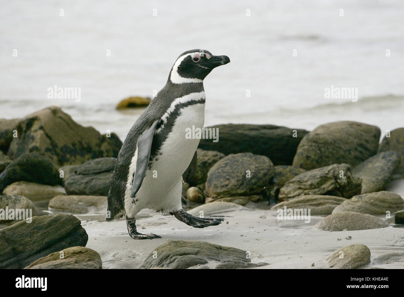 Magellanic penguin Spheniscus magellanicus walking up beach Iles Falkland Banque D'Images