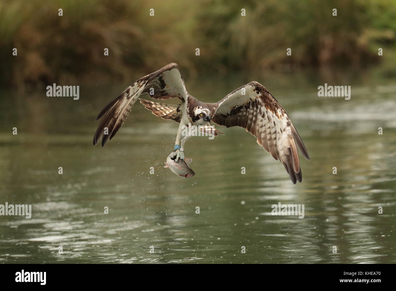 Le balbuzard pêcheur, Pandion haliaetus, passant de l'eau après avoir attrapé une grande truite. prises à corne mill ospreys trutticulture rutland canon1dx-2 avec 300mm 2.8 Banque D'Images