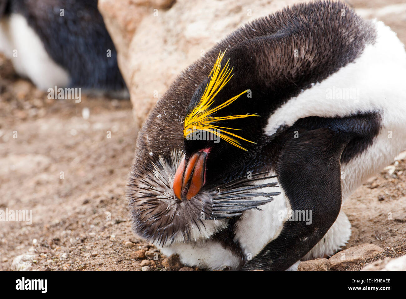 Penguin Macaroni Eudyptes chrysolophus recueillir l'huile du lissage au cours de glande uropygienne près du cou Saunders Island Iles Falkland Banque D'Images