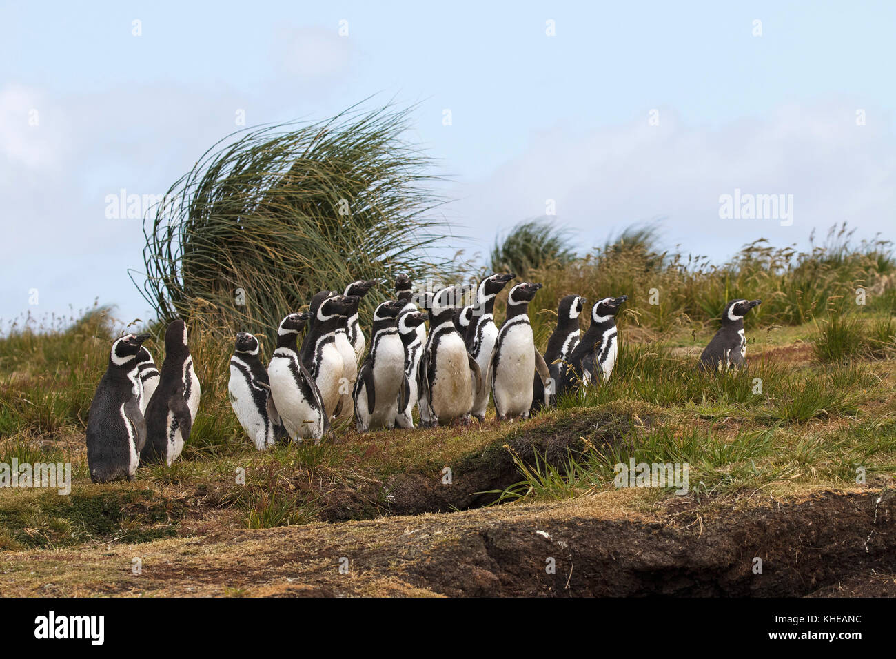 Magellanic penguin Spheniscus magellanicus adultes près de terriers de nidification de l'Île Sealion Malouines territoire britannique d'outre-mer en décembre 2016 Banque D'Images