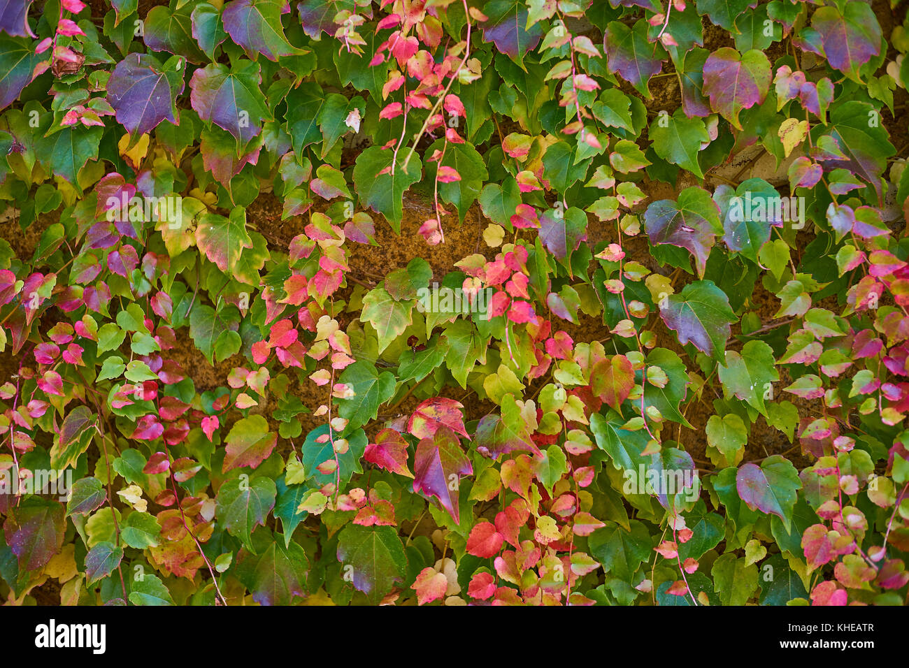 Mur de feuilles aux couleurs automnales. contexte avec des feuilles sur le mur d'escalade Banque D'Images
