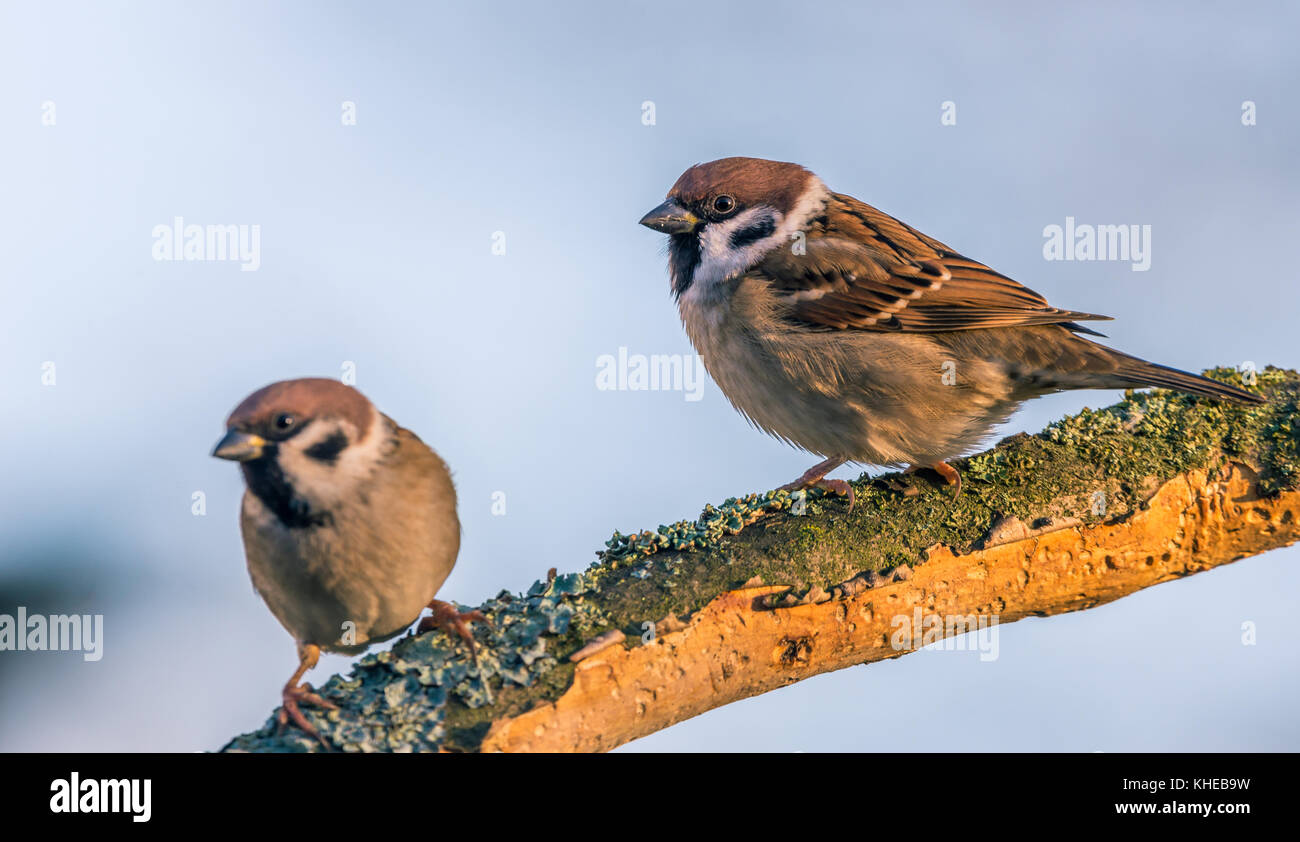Photo Horizontale Avec Couple De Sparrow Oiseaux Le Mâle