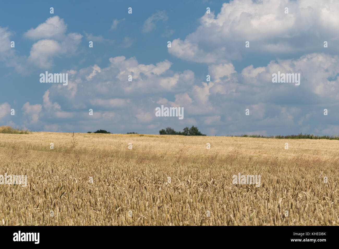 Głebowice, Natura 2000, la Pologne, l'Europe. Nuages dans le ciel bleu au-dessus du champ de blé Banque D'Images