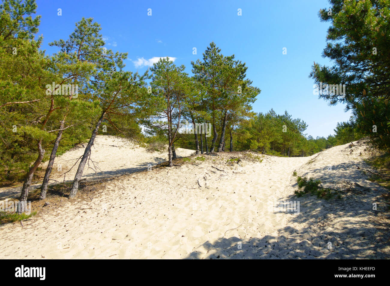 Bois de pins sur les dunes de sable Banque D'Images