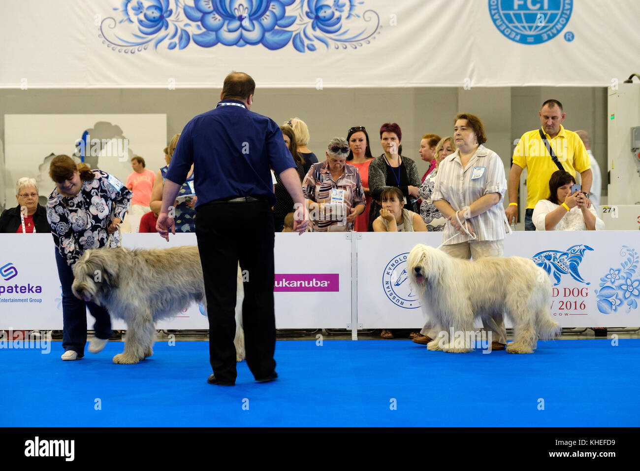 Le juge examine le chien au World Dog Show Banque D'Images