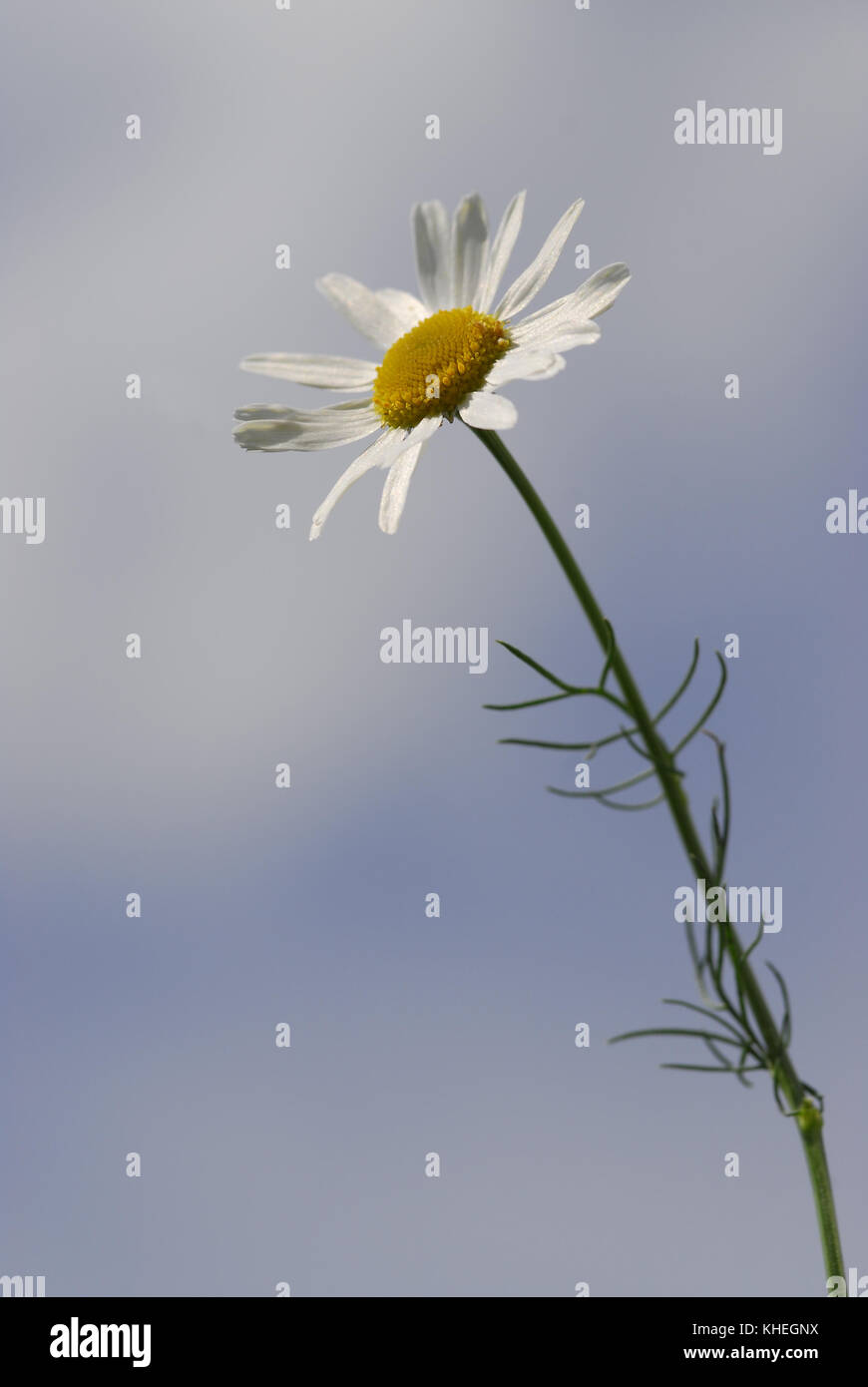 La camomille, la fleur blanche avec un cœur jaune sur une longue tige,  s'étend au ciel bleu, un arrière-plan, de l'espace pour laconique du texte  Photo Stock - Alamy
