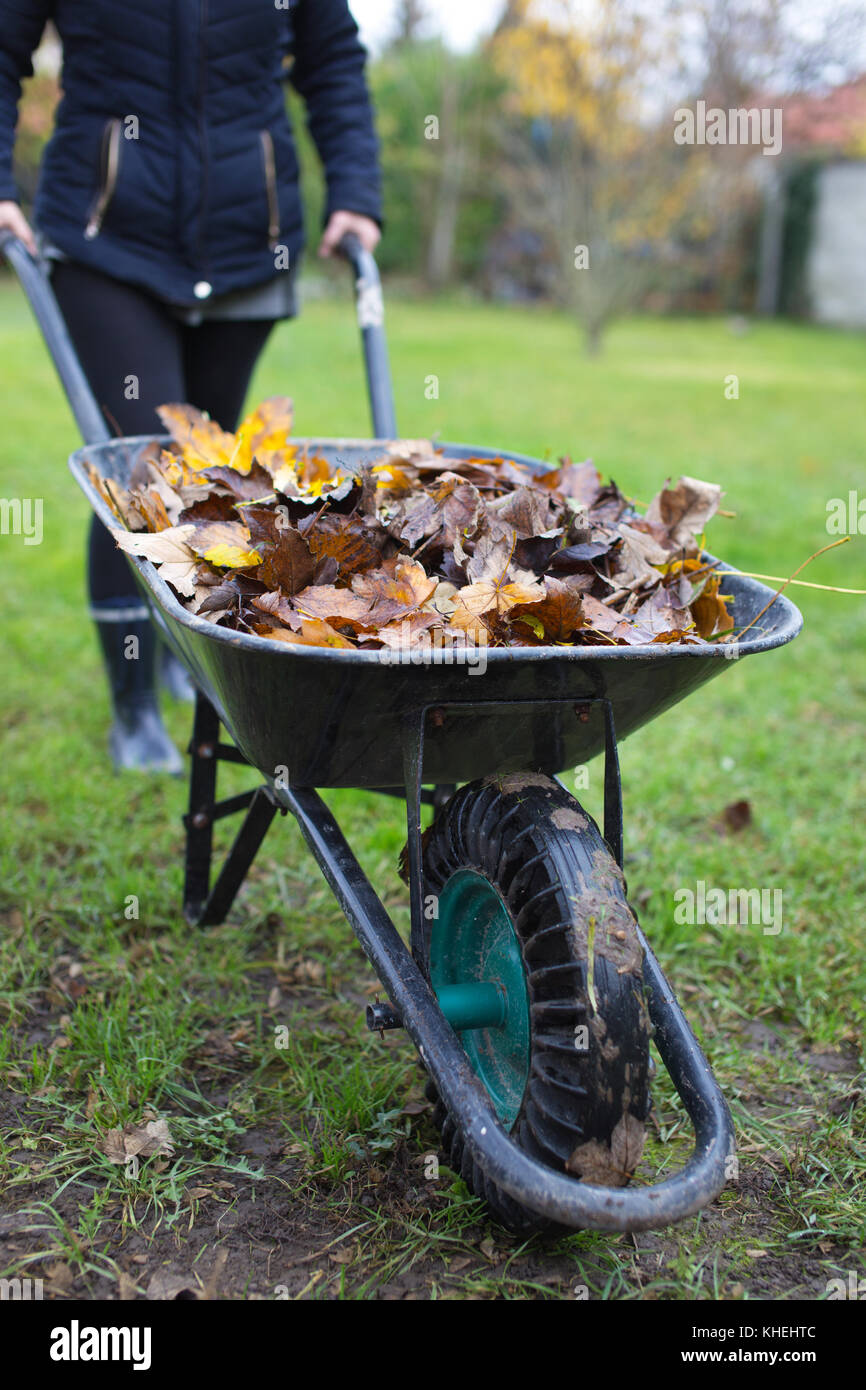 Woman pulling jardinier brouette avec feuilles, extérieur fonctionne en jardin à l'automne Banque D'Images