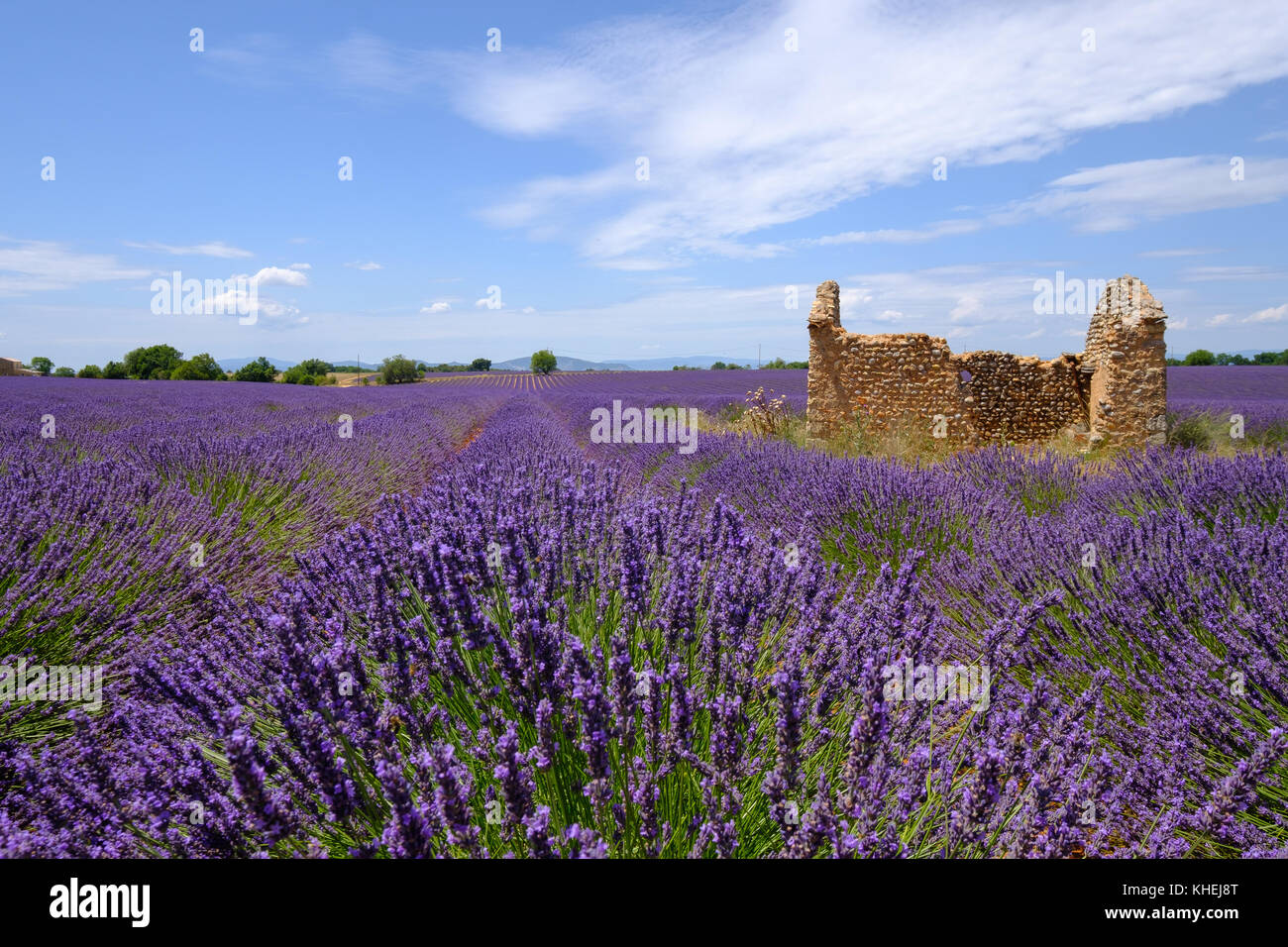 Champ de lavande sur le plateau de Valensole Banque D'Images