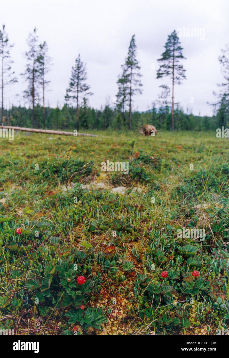 Plaquebière sur un marais dans le nord de la Suède 2010 Banque D'Images