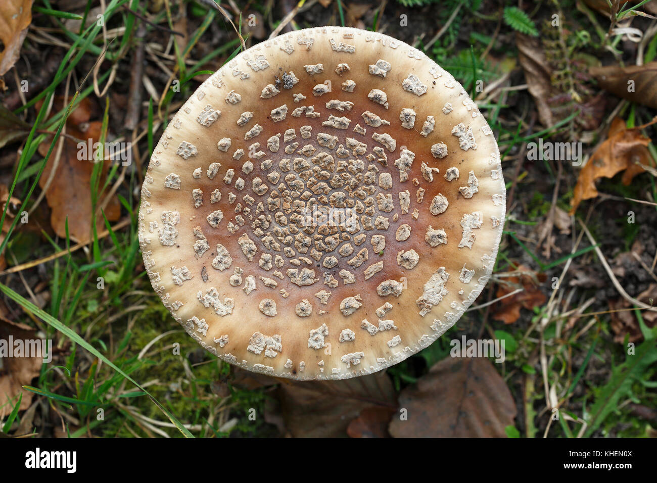 Le blush (Amanita rubescens), hat avec velumresten, supervision, Schleswig-Holstein, Allemagne Banque D'Images