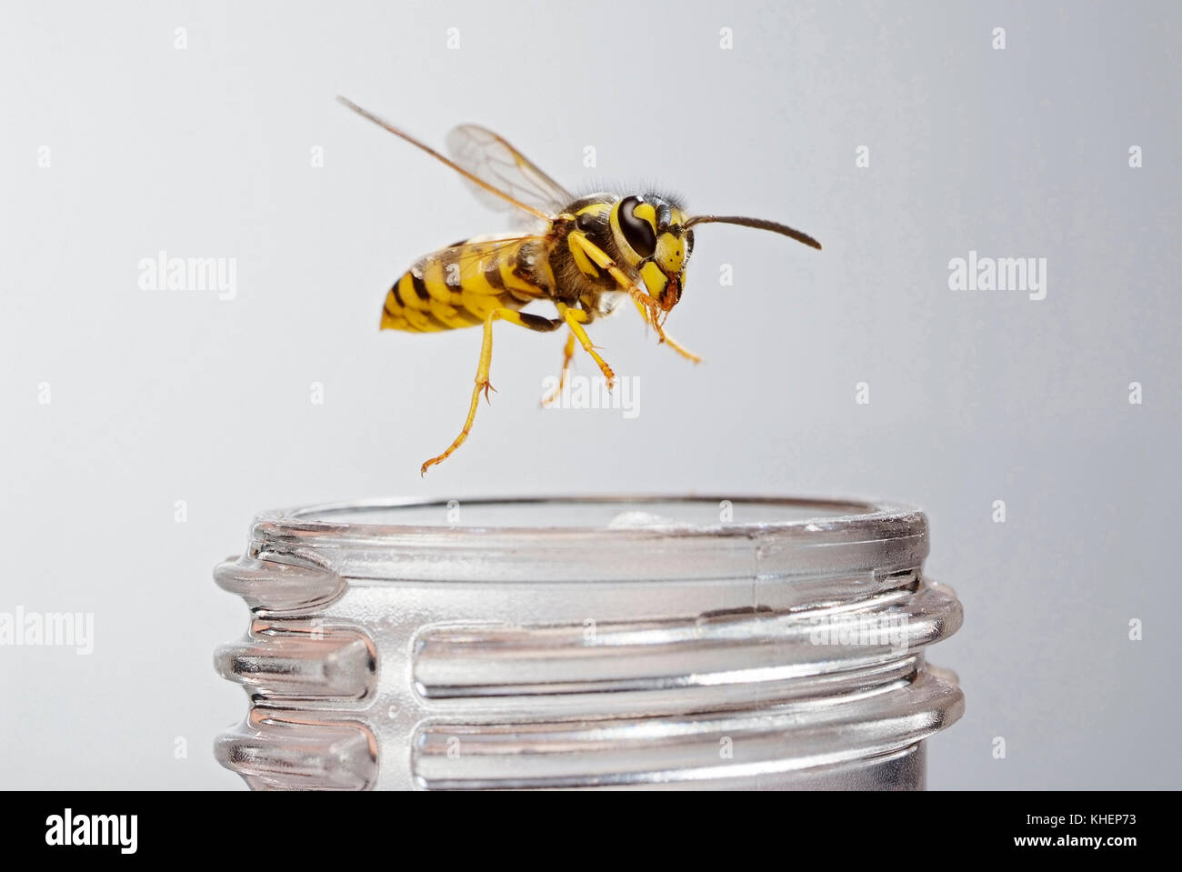 Guêpe vespula germanica (allemand) sur une bouteille de limonade, en vol, Allemagne Banque D'Images