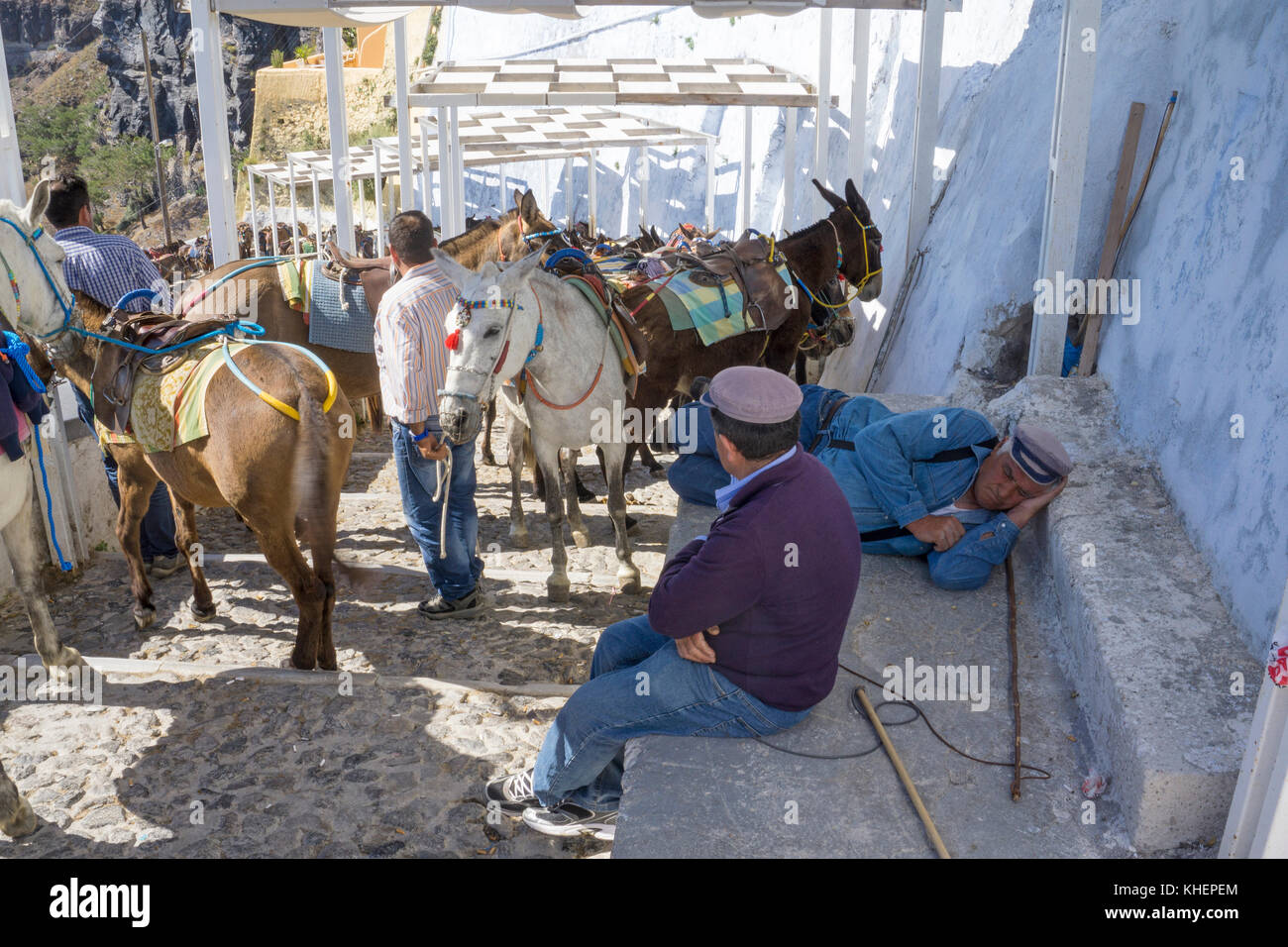 Conducteur d'ânes attendent les touristes, l'île de Thira, Santorin, Cyclades, Mer Égée, Grèce Banque D'Images