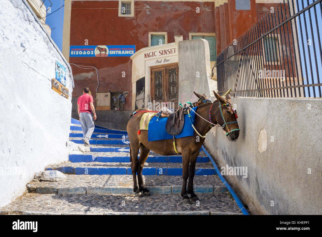 Âne attendent les touristes, touritic le transport jusqu'au port de Thira, l'île de Santorin, Cyclades, Mer Égée, Grèce Banque D'Images