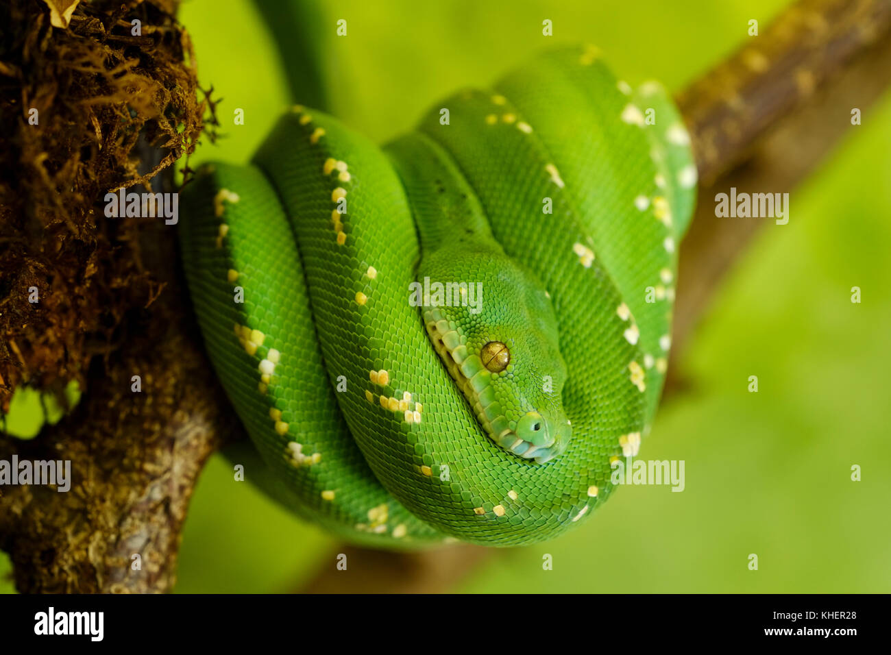 Green Tree python (morelia viridis), les jeunes, captive Banque D'Images