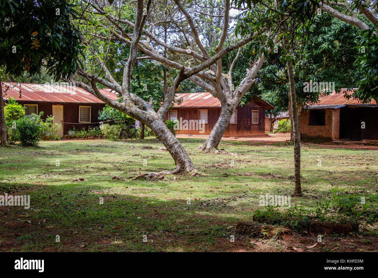 Deux beaux arbres au centre d'un petit village à proximité de Mbale en Ouganda Banque D'Images
