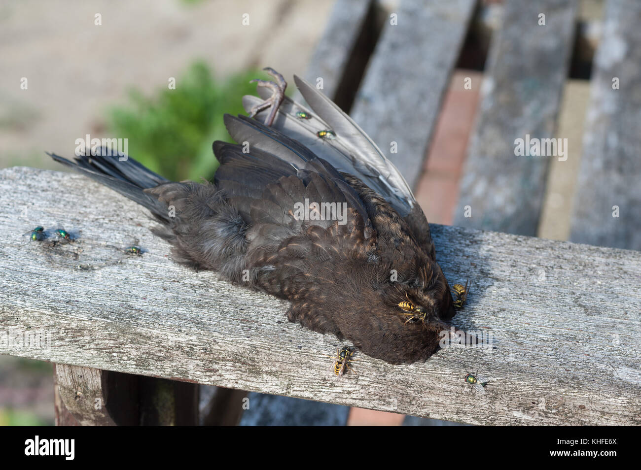 Les guêpes se nourrir la viande d'un blackbird morts qui sortent de la bouche et les yeux sur un banc de parc avec green vole en attente de pondre ses oeufs sur la carcasse d'oiseau Banque D'Images