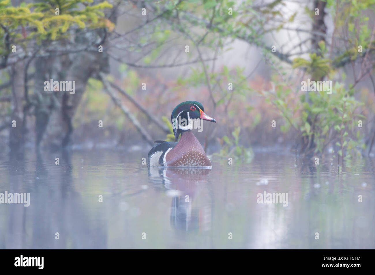 Le Canard branchu (Aix sponsa). Mâle en plumage nuptial dans un étang de castors de brouillard à l'aube. L'Acadia National Park, Maine, USA. Banque D'Images