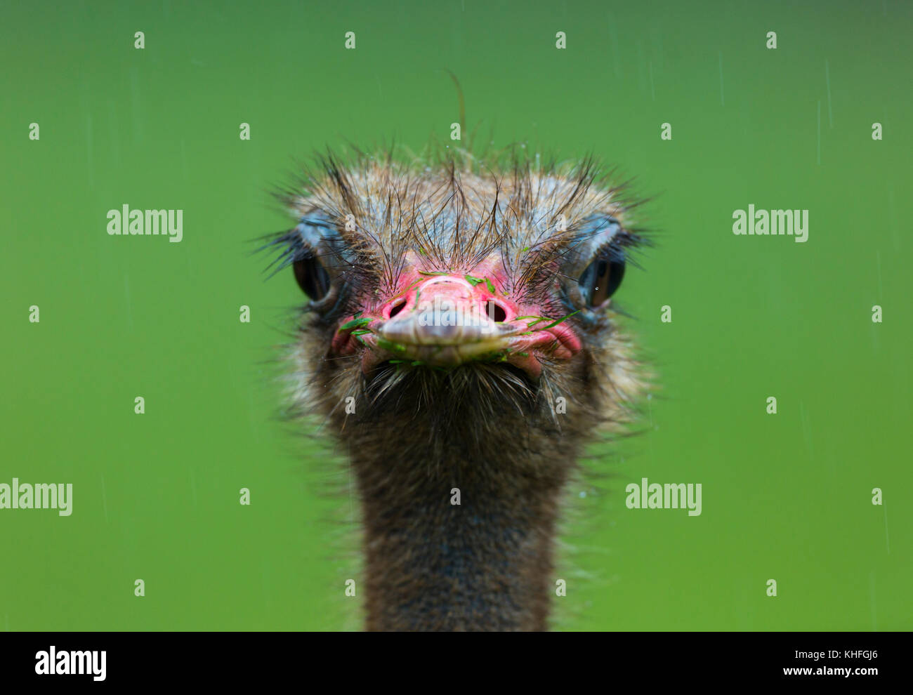 Ou d'autruche autruche commune (Struthio camelus) Banque D'Images
