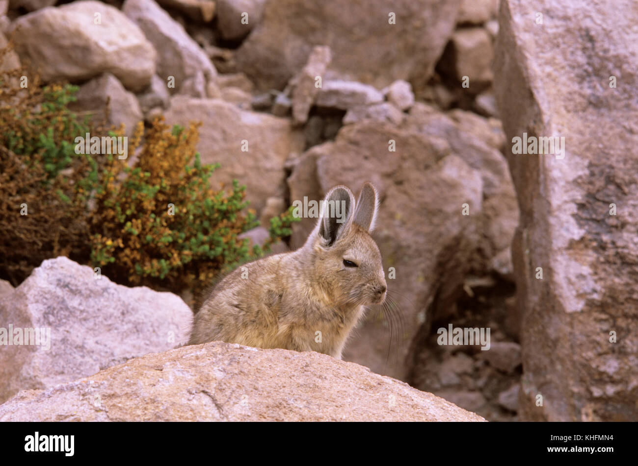 La viscache (Lagidium viscacia), assis sur le rocher. Le parc national de Lauca, Arica-Parinacota, Chili Banque D'Images