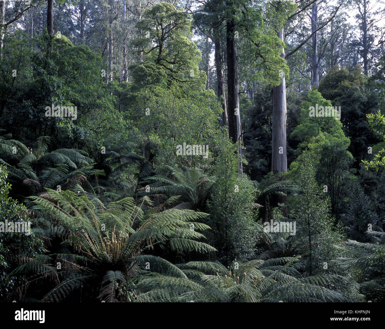 Fraîche forêt tropicale gully à dominante Myrtle beech (Lophozonia cunninghamii). et les fougères arborescentes (Dicksonia antarctica) et les montagnes Banque D'Images