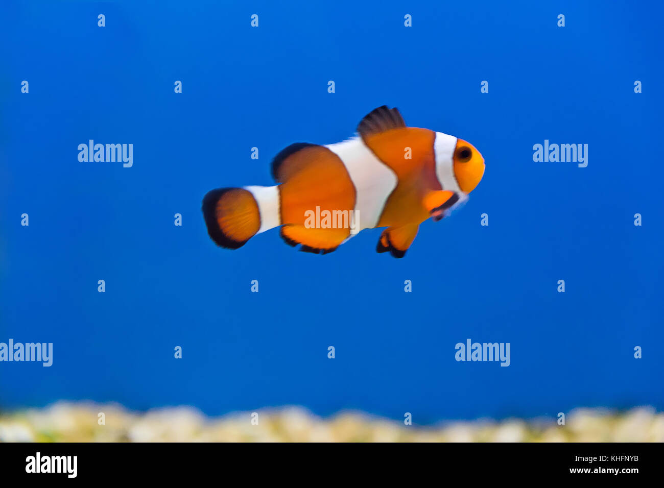 Image de poisson clown dans l'eau de l'aquarium Banque D'Images